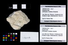 Foto (Objekt + Etikett) von Isopoda indet.  (NHMW-GEO-1990-0041-2781)